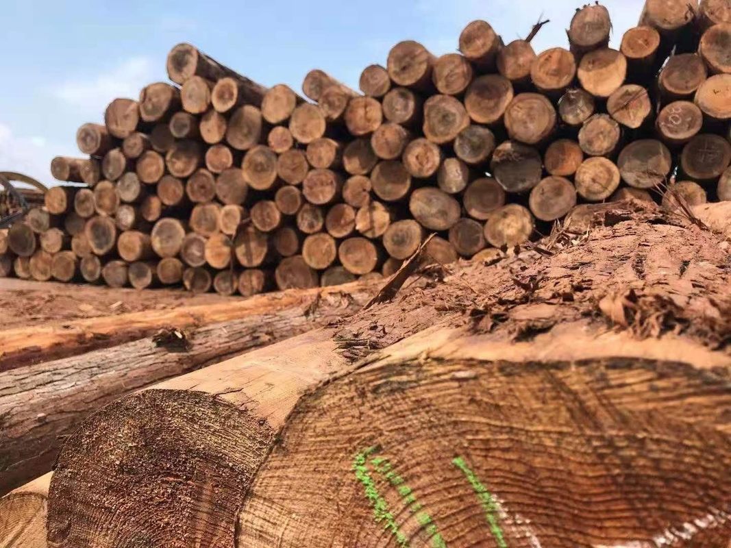 Hàng rào gỗ tuyết tùng ngoài trời tùy chỉnh để trang trí sân vườn Ổn định tốt